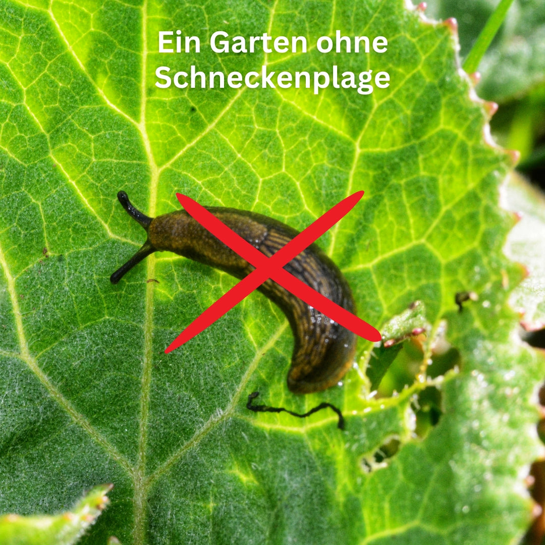 Die Schneckenfalle